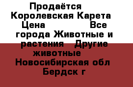 Продаётся!     Королевская Карета › Цена ­ 300 000 - Все города Животные и растения » Другие животные   . Новосибирская обл.,Бердск г.